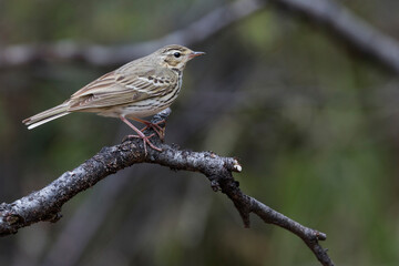 Siberische Boompieper, Olive-backed Pipit, Anthus hodgsoni yunnanensis