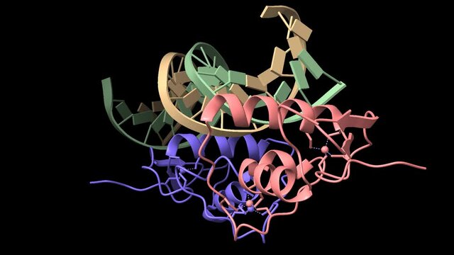Glucocorticoid receptor DNA binding domain - relb NF-KB response element complex, animated 3D model, black background