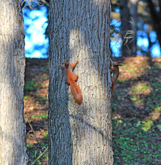 squirrel having fun on a tree in an autumn park