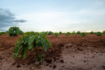 Fototapeta na wymiar coffee plantation with plants still small