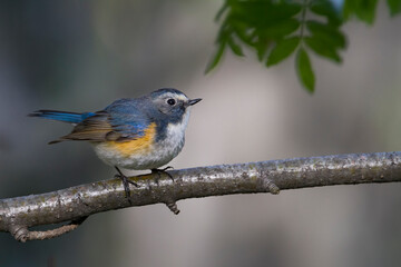 Blauwstaart, Red-flanked Bluetail, Tarsiger cyanurus