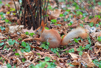 Naklejka na ściany i meble squirrel found a delicious nut in the grass