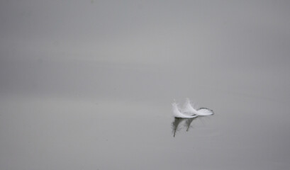 downy feather on a water surface
