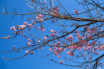 Blooming pink Magnolia flowers japanese background.