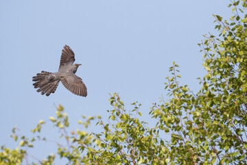 Boskoekoek, Oriental Cuckoo, Cuculus saturatus optatus