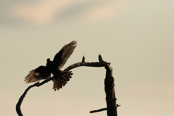 Boskoekoek, Oriental Cuckoo, Cuculus saturatus optatus