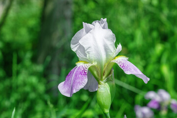 White and purple bearded iris flower growing in summer garden