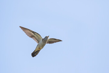 Boskoekoek, Oriental Cuckoo, Cuculus saturatus optatus
