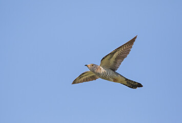 Boskoekoek, Oriental Cuckoo, Cuculus saturatus optatus