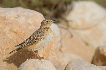 Kleine Veldleeuwerik, Oriental Skylark, Alauda gulgula