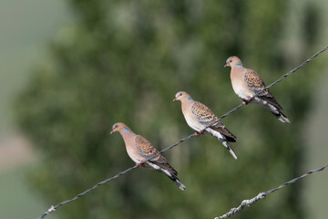 Meenatortel, Oriental Turtle Dove, Streptopelia orientalis meena