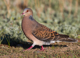 Oosterse Tortel, Oriental Turtle Dove, Streptopelia orientalis meena