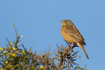 Ortolan Bunting; Ortolaan; Emberiza hortulana