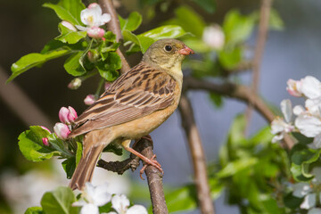 Ortolaan, Ortolan Bunting, Emberiza hortulana