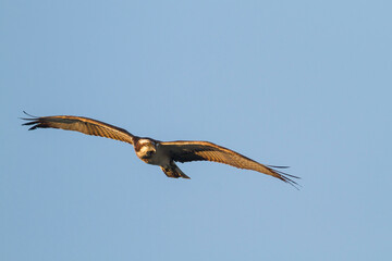 Fototapeta na wymiar Osprey, Pandion haliaetus;