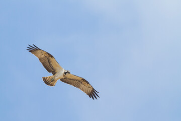Osprey, Pandion haliaetus;
