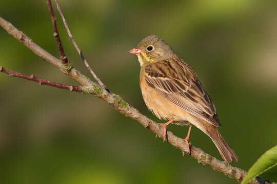 Ortolaan, Ortolan Bunting, Emberiza hortulana