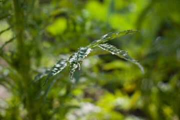 closeup picture of marigold flower leaf in daylight