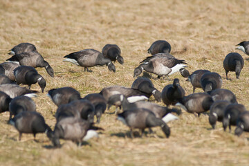 Witbuikrotgans, Pale-bellied Brent Goose, Branta bernicla hrota