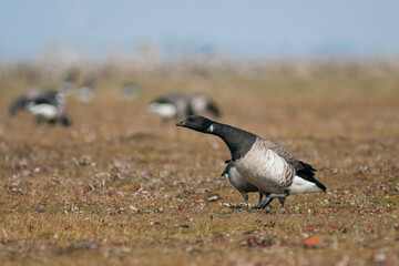 Witbuikrotgans, Pale-bellied Brent Goose, Branta bernicla hrota