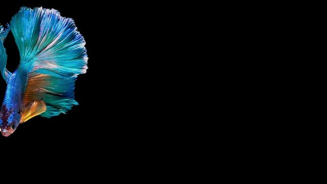 Siamese fighting fish (Betta splendens)