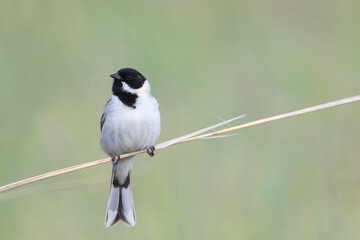 Pallas' Rietgors, Pallas's Bunting, Schoeniclus pallasi