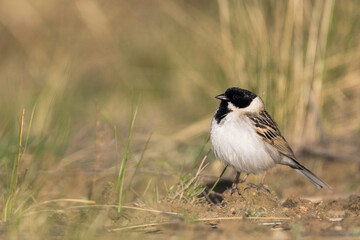 Pallas' Rietgors, Pallas's Bunting, Schoeniclus pallasi