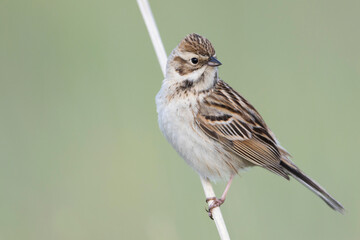 Pallas' Rietgors, Pallas's Bunting, Schoeniclus pallasi