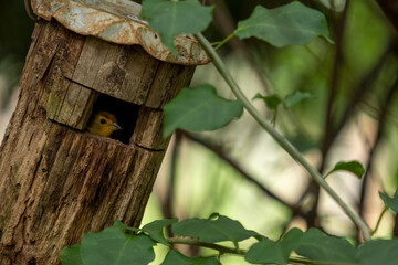 canary inside a small house improvised by humans