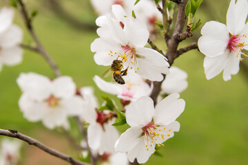 Fototapeta na wymiar Bee on almond flowers