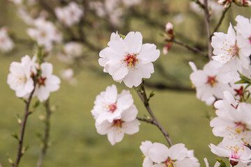 Fototapeta premium Almond tree blossom