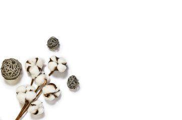 A twig, a cotton flower on a white background. Isolated, top view, place to copy.