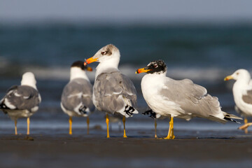 Reuzenzwartkopmeeuw, Pallas's Gull, Ichthyaetus ichthyaetus