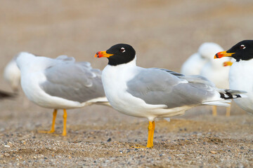 Reuzenzwartkopmeeuw, Pallas's Gull, Ichthyaetus ichthyaetus