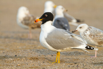 Reuzenzwartkopmeeuw, Pallas's Gull, Ichthyaetus ichthyaetus