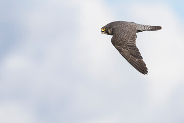 Slechtvalk, Peregrine Falcon, Falco peregrinus peregrinus