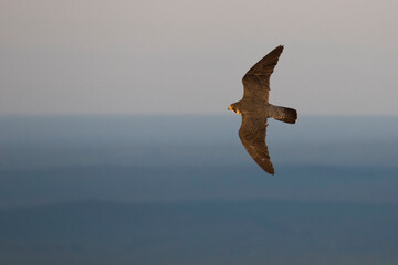 Slechtvalk, Peregrine Falcon, Falco peregrinus peregrinus