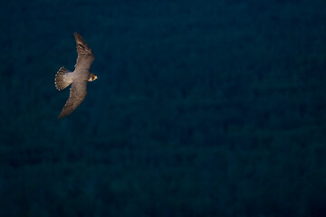 Slechtvalk, Peregrine Falcon, Falco peregrinus peregrinus