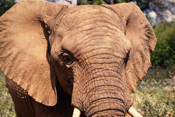 Naklejka na ściany i meble African Bush Elephant in the grassland of Etosha National Park