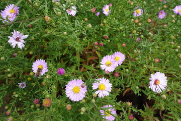Insects pollinating pink flowers of Michaelmas daisies in September
