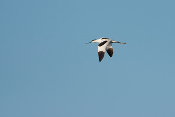 Kluut, Pied Avocet, Recurvirostra avoseta