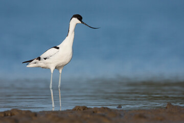 Kluut, Pied Avocet, Recurvirostra avoseta