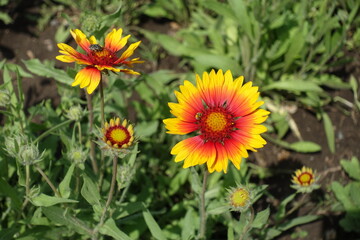 Bug and bee pollinating yellow and red flowers of Gaillardia aristata in May