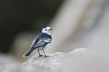 Rouwkwikstaart, Pied Wagtail, Motacilla yarrelli