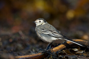 Rouwkwikstaart, Pied Wagtail, Motacilla yarrelli
