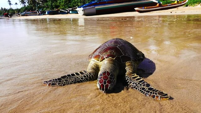This sea turtle - Loggerhead turtle (Caretta caretta) is dying now as result of pollution of sea waters and ocean temperature increases (global warming). Essential animal conservation. Indian ocean
