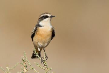 Bonte Tapuit, Pied Wheatear, Oenanthe pleschanka 'vittata'