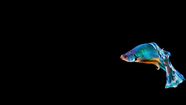 Siamese fighting fish (Betta splendens)