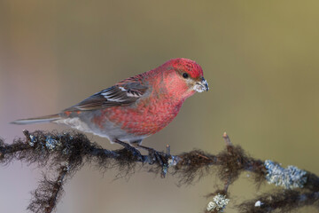 Haakbek, Pine Grosbeak, Pinicola enucleator