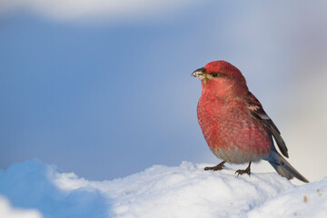 Haakbek, Pine Grosbeak, Pinicola enucleator